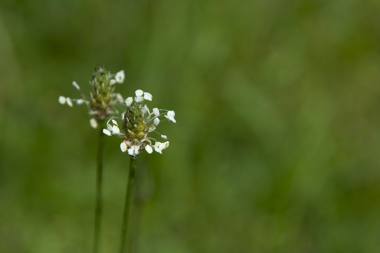 flower  nature  beauty free photo