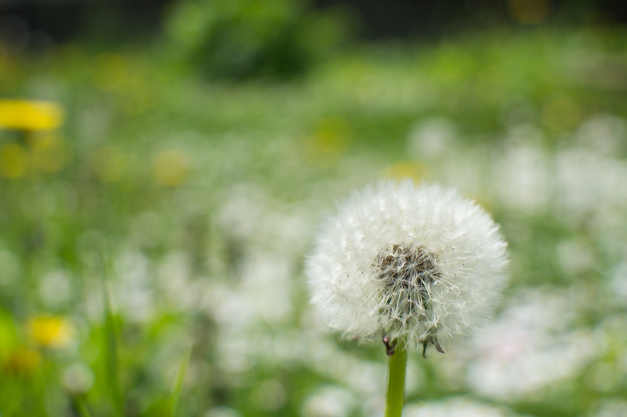 flower  nature  wildflowers free photo