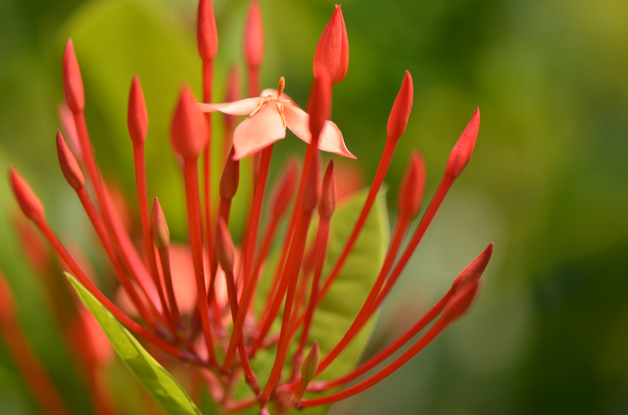 flower  spring  spring flowers free photo