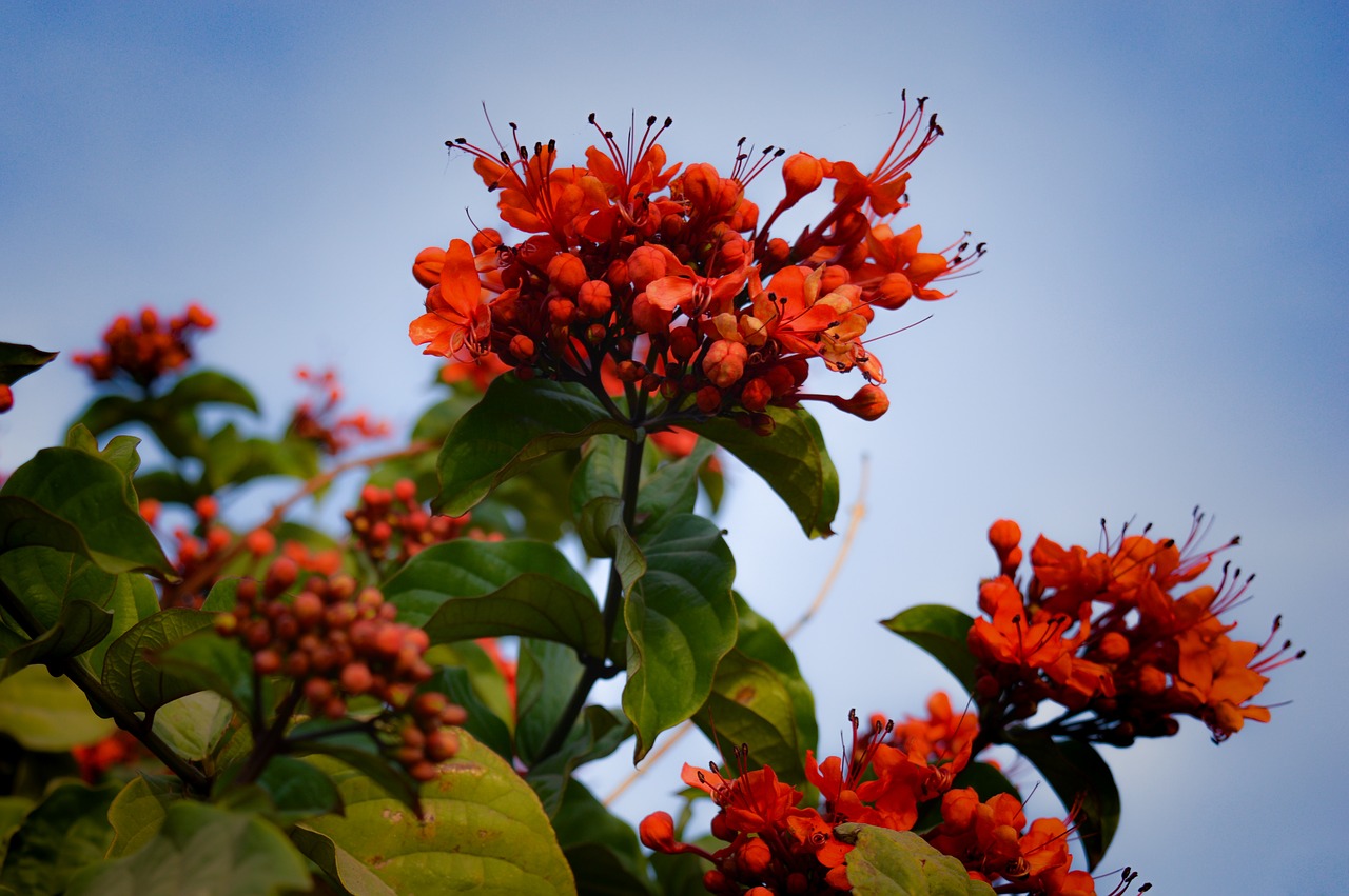 flower  flora  winter free photo