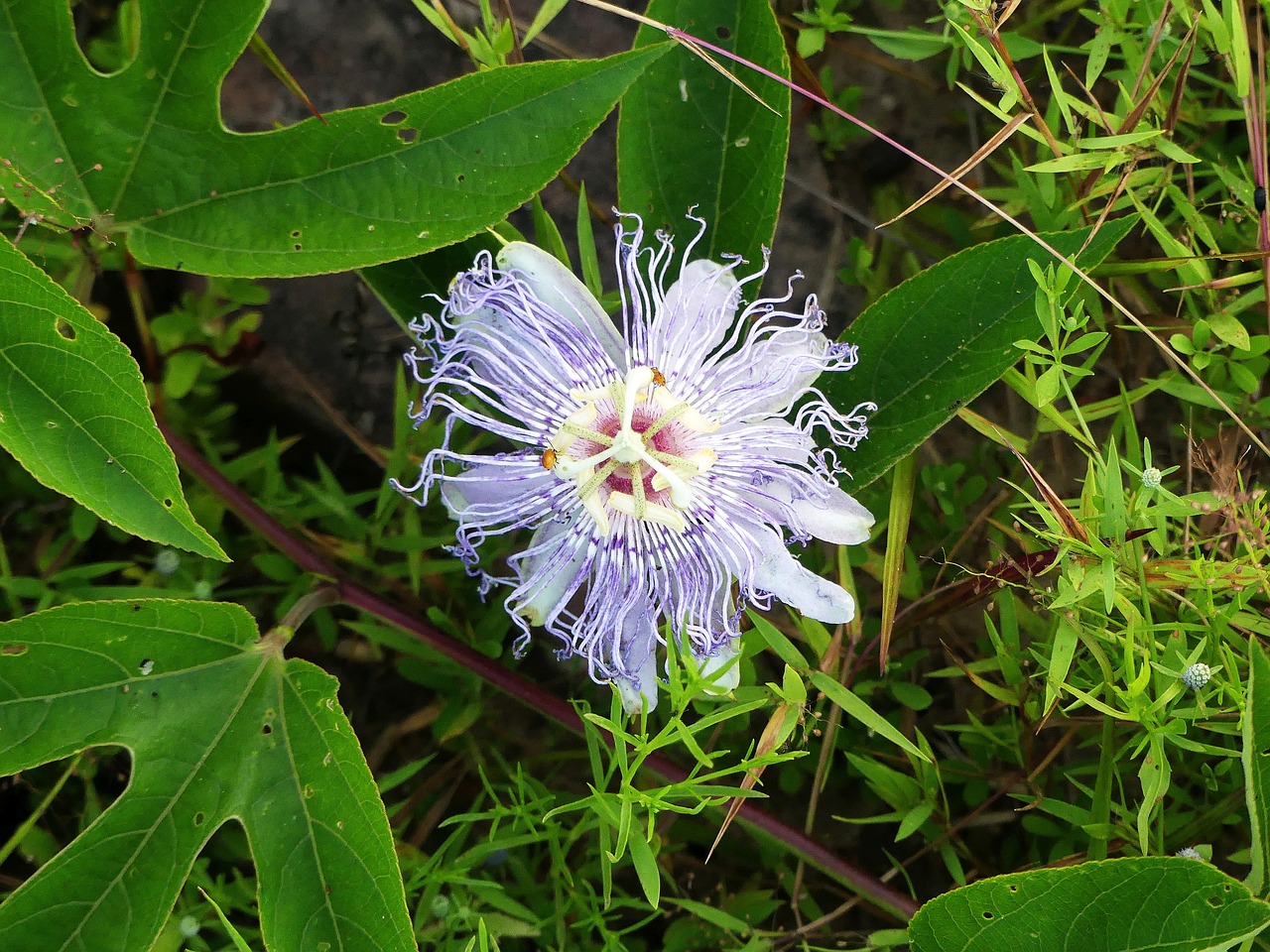 flower  wild flower  nature free photo