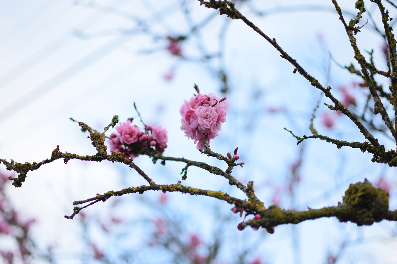 flower  peach  branch free photo