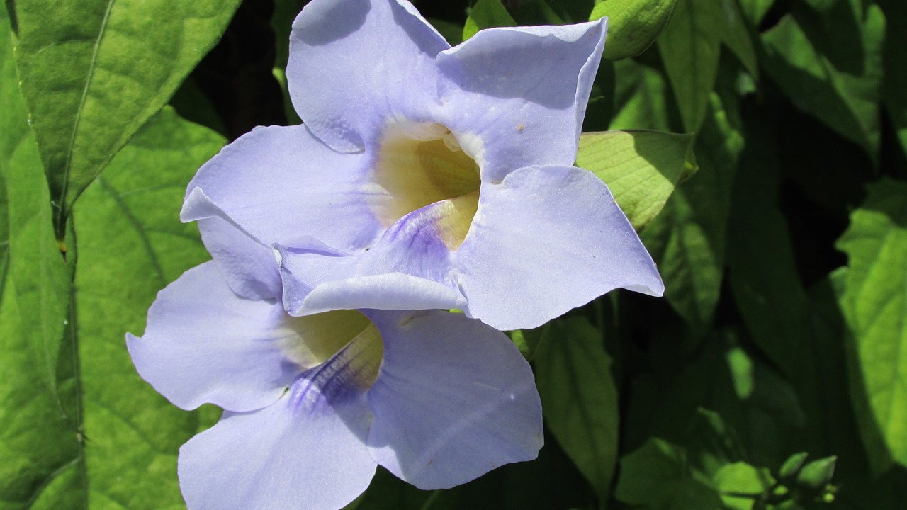 flower  purple flower  texas flower free photo