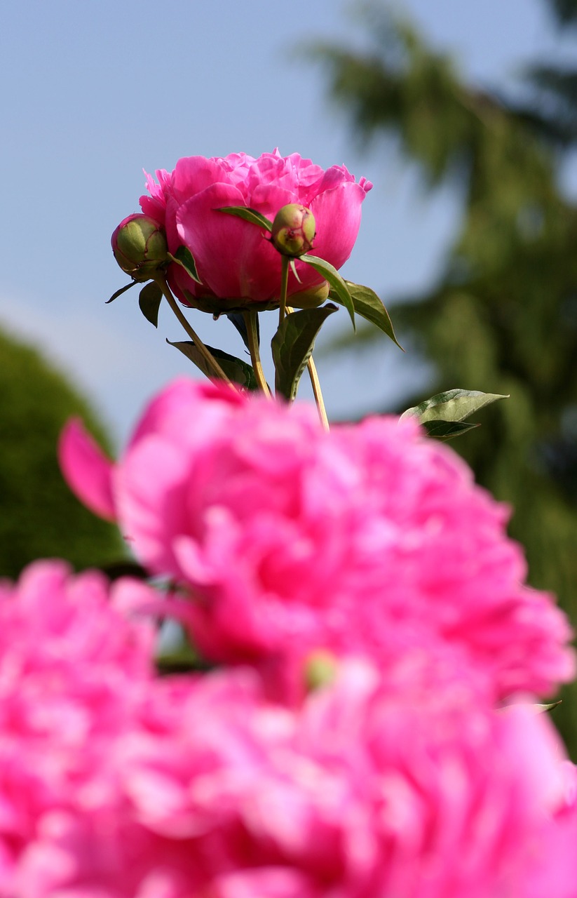 flower  peony  sky free photo