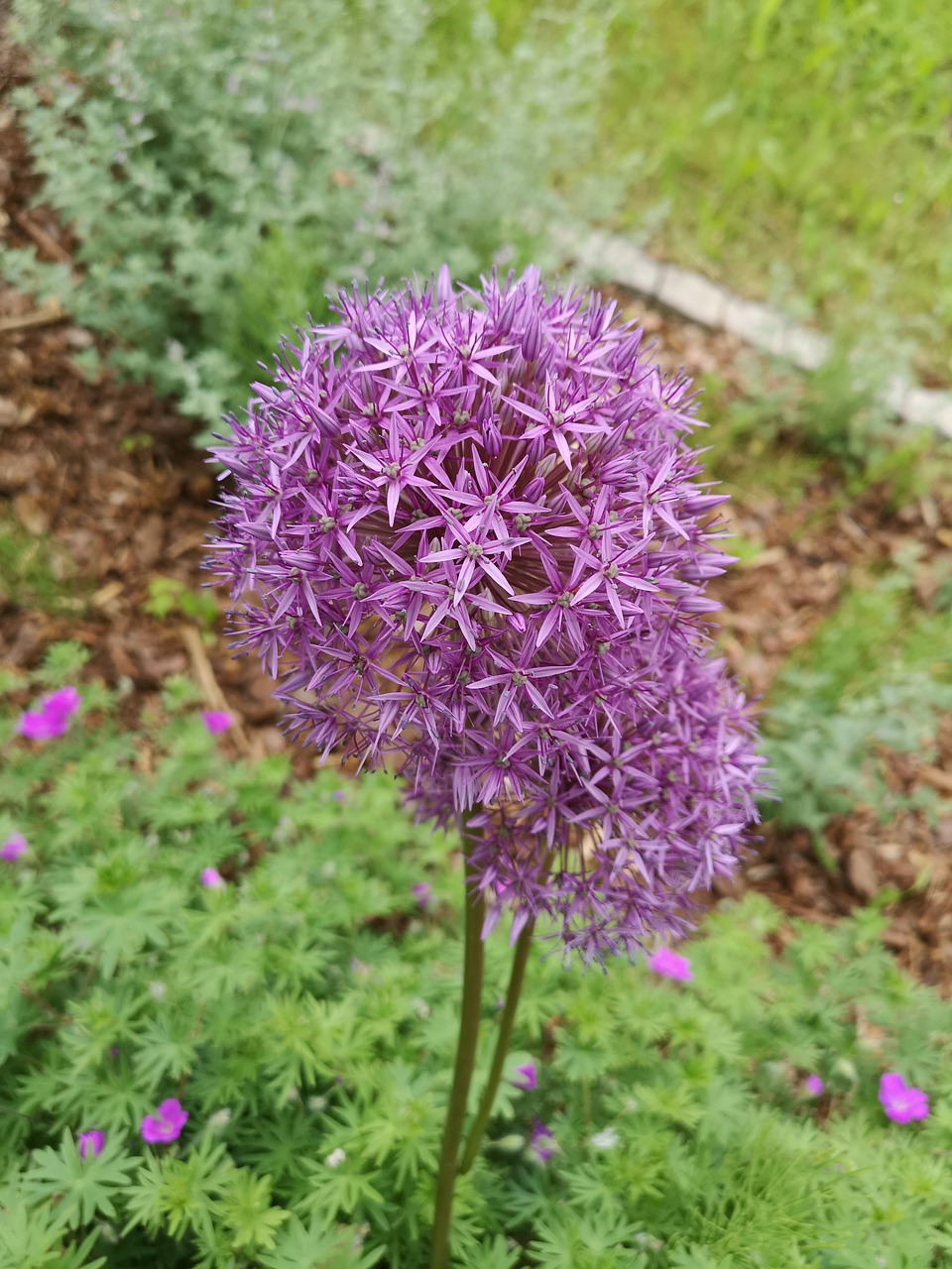 flower  purple  spring free photo