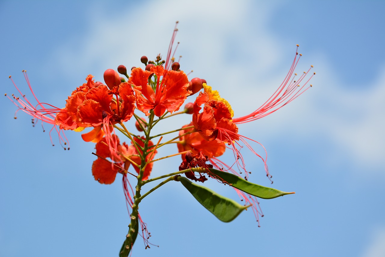 flower  red  decorative free photo