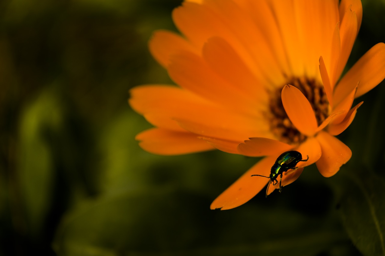 flower  calendula  orange free photo