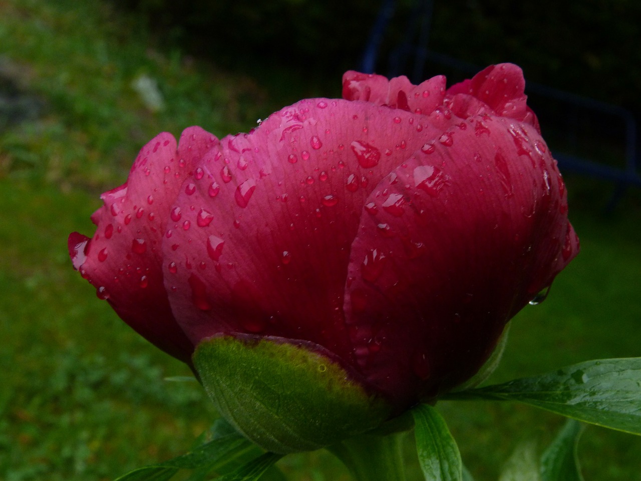 flower nature macro free photo