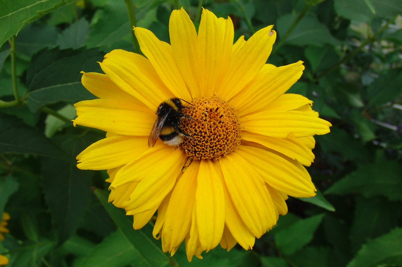 flower  yellow  hummel free photo