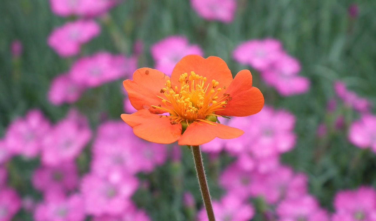 flower  maczek california  nature free photo