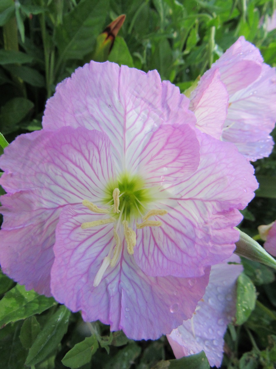 flower  poppy  pink free photo