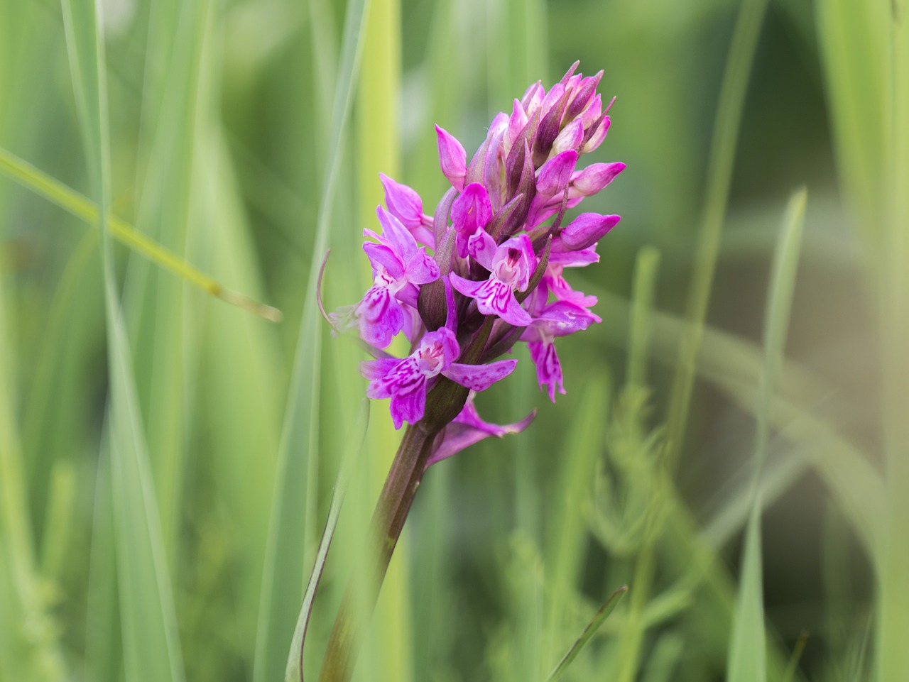 flower  meadow  high grass free photo