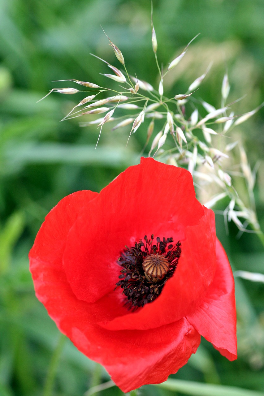 flower  poppy  red free photo