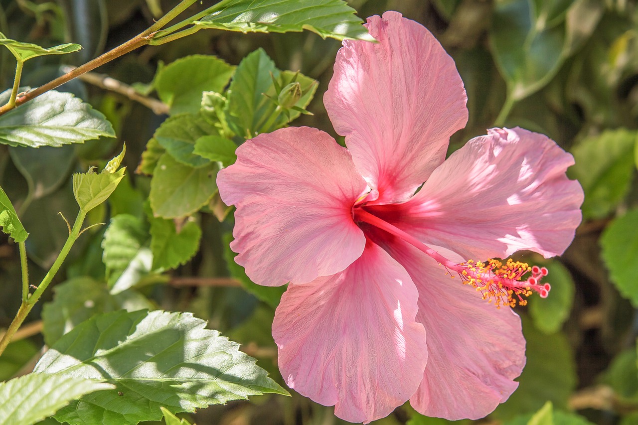 flower  nature  garden free photo