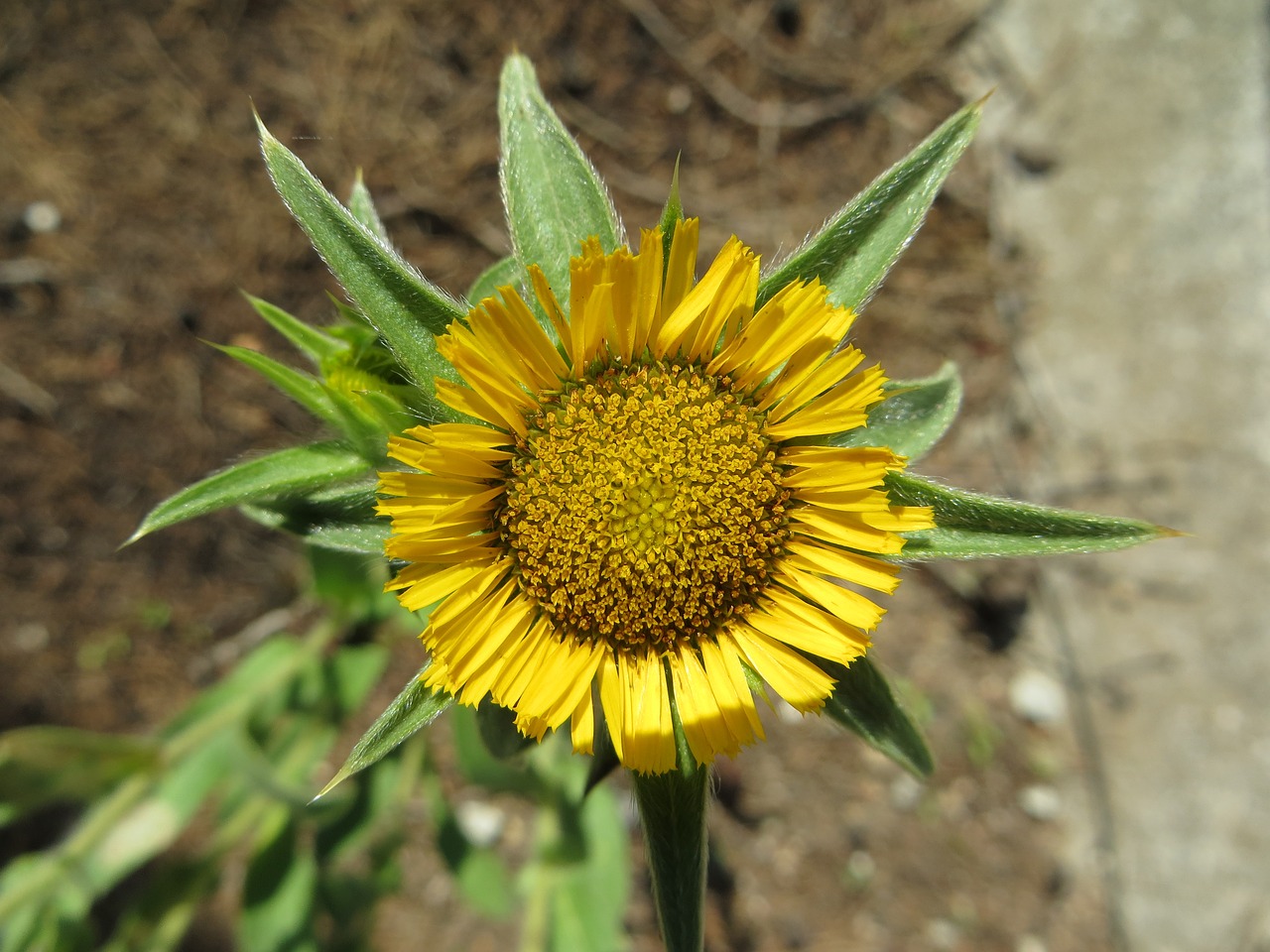 flower  summer  green free photo