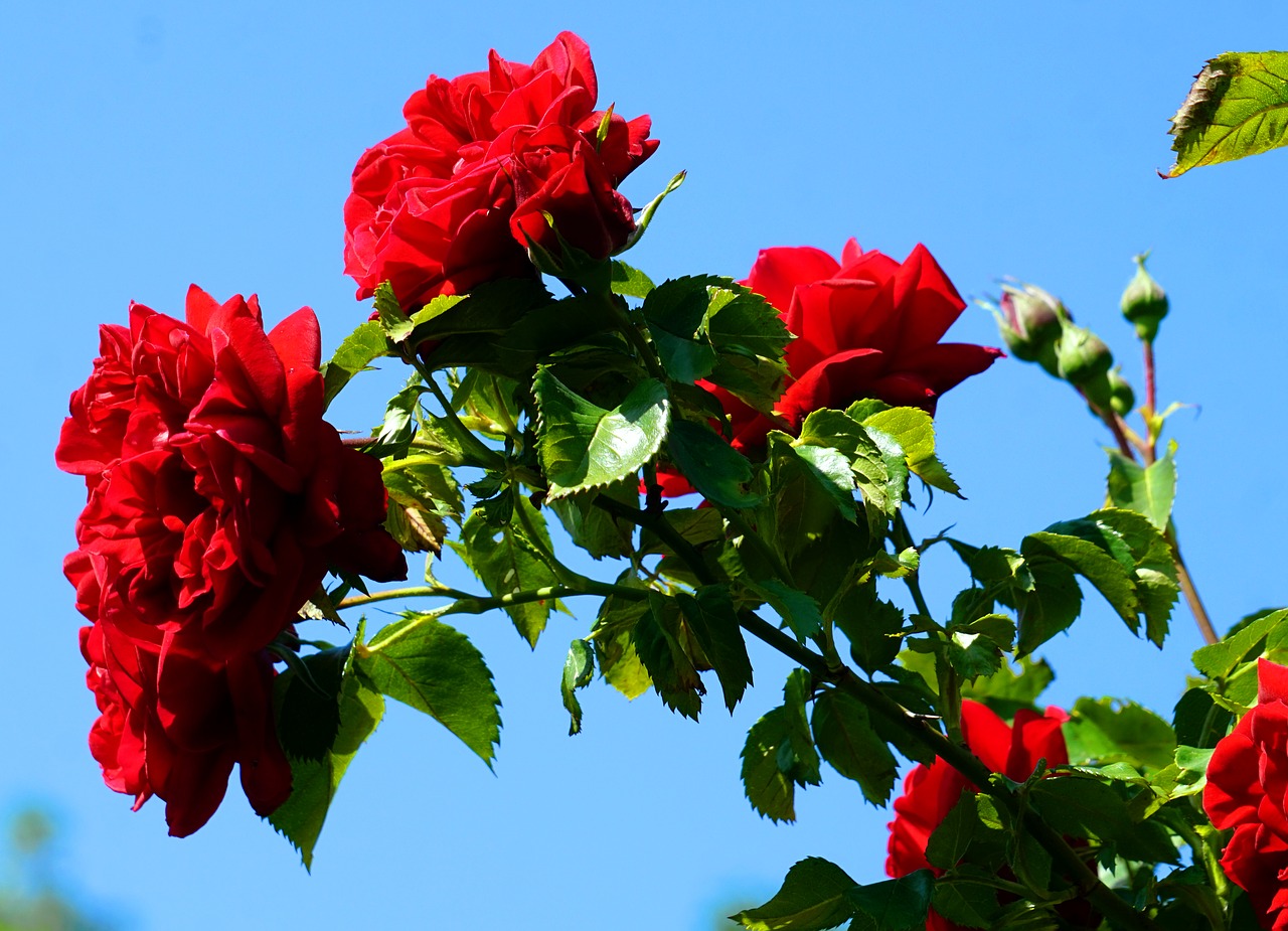 flower  red  rose free photo