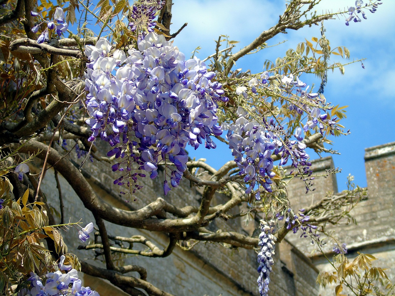 flower  climber  nature free photo