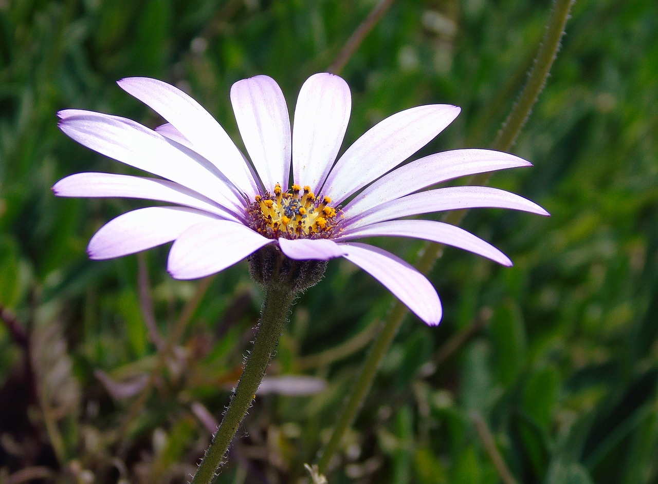 flower  bloom  blossom free photo