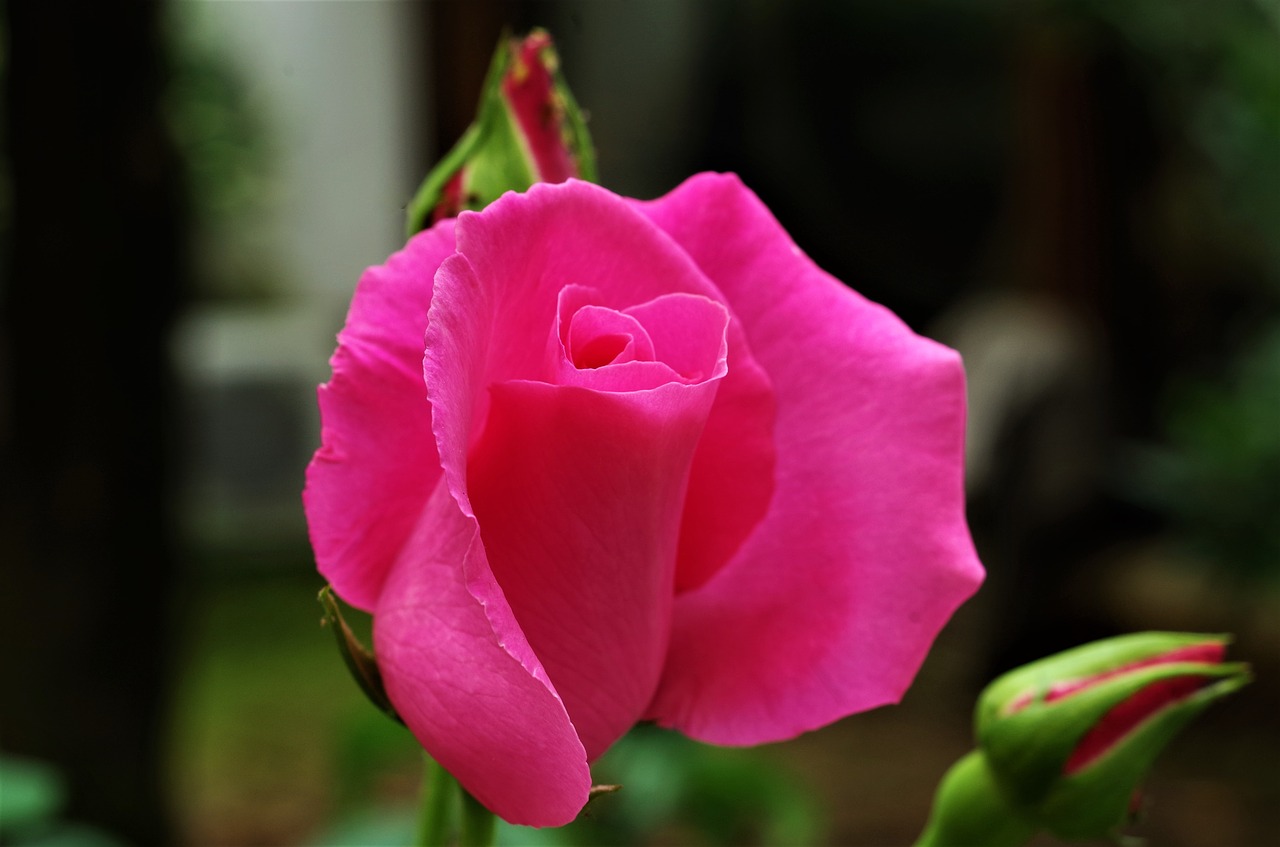 flower  rosa  pink rose free photo