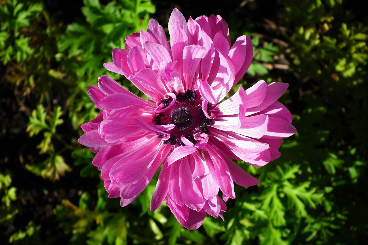 flower  anemone  pink free photo