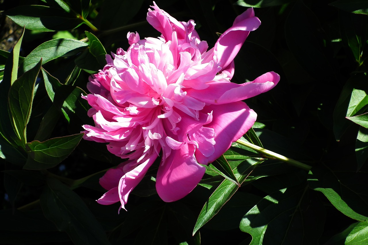 flower  peony  pink free photo