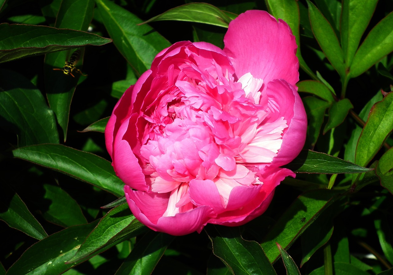 flower  peony  spring free photo