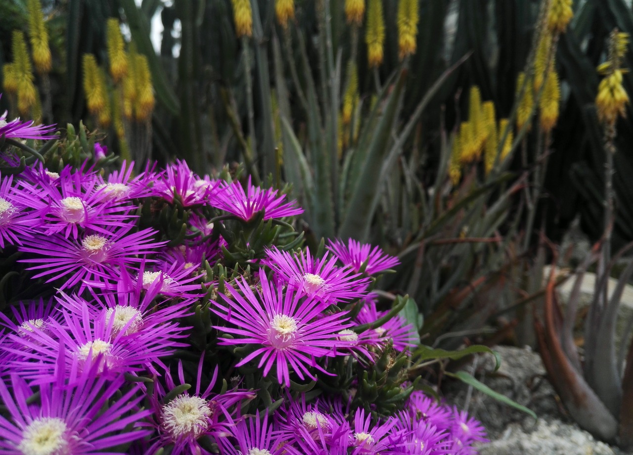 flower  purple  summer free photo