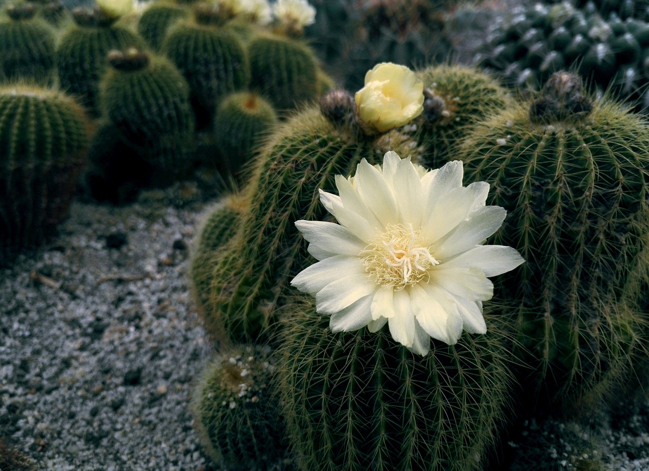 flower  cactus  summer free photo