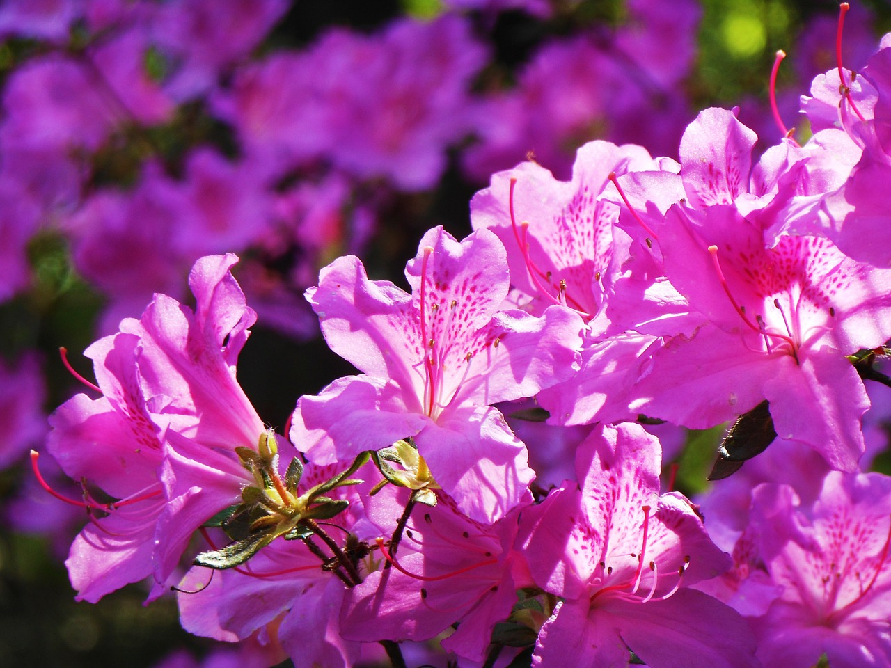 flower pink spring free photo