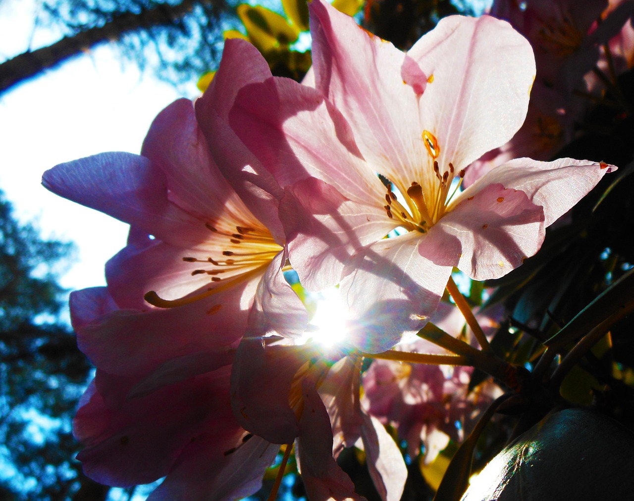 flower light pink free photo