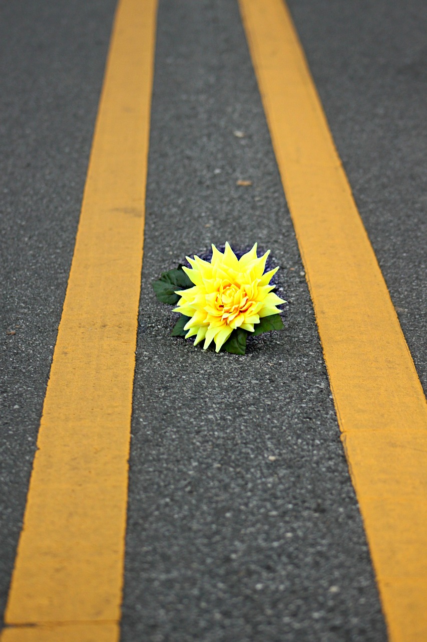 flower yellow road free photo