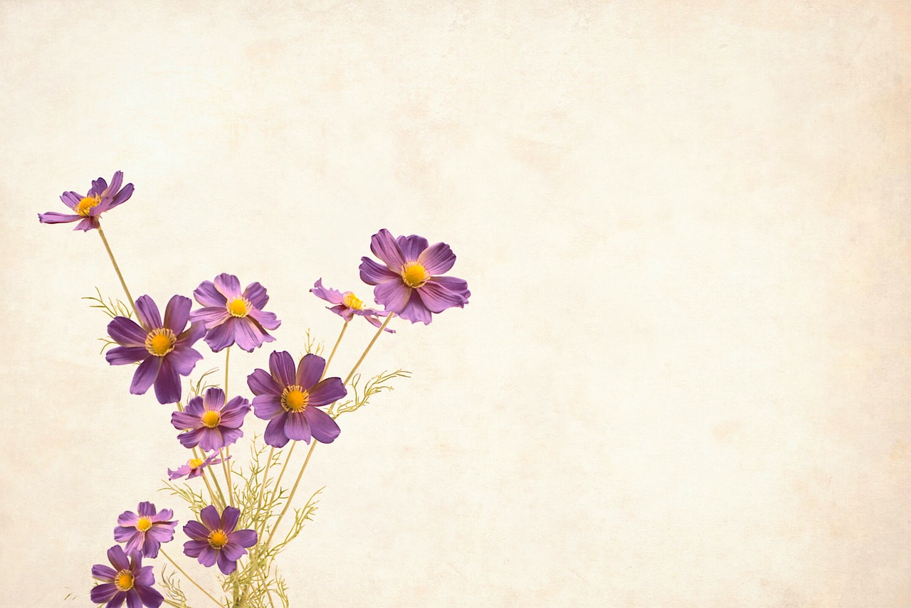 flower  floral  background free photo