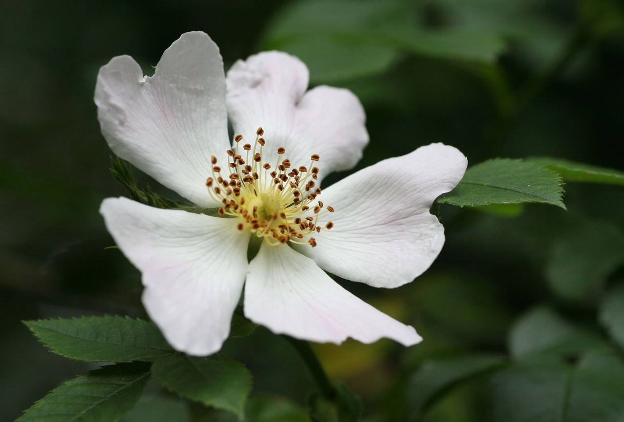 flower  forest  rose hips free photo