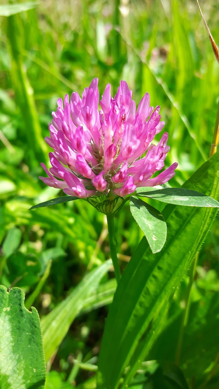 flower  clover  nature free photo