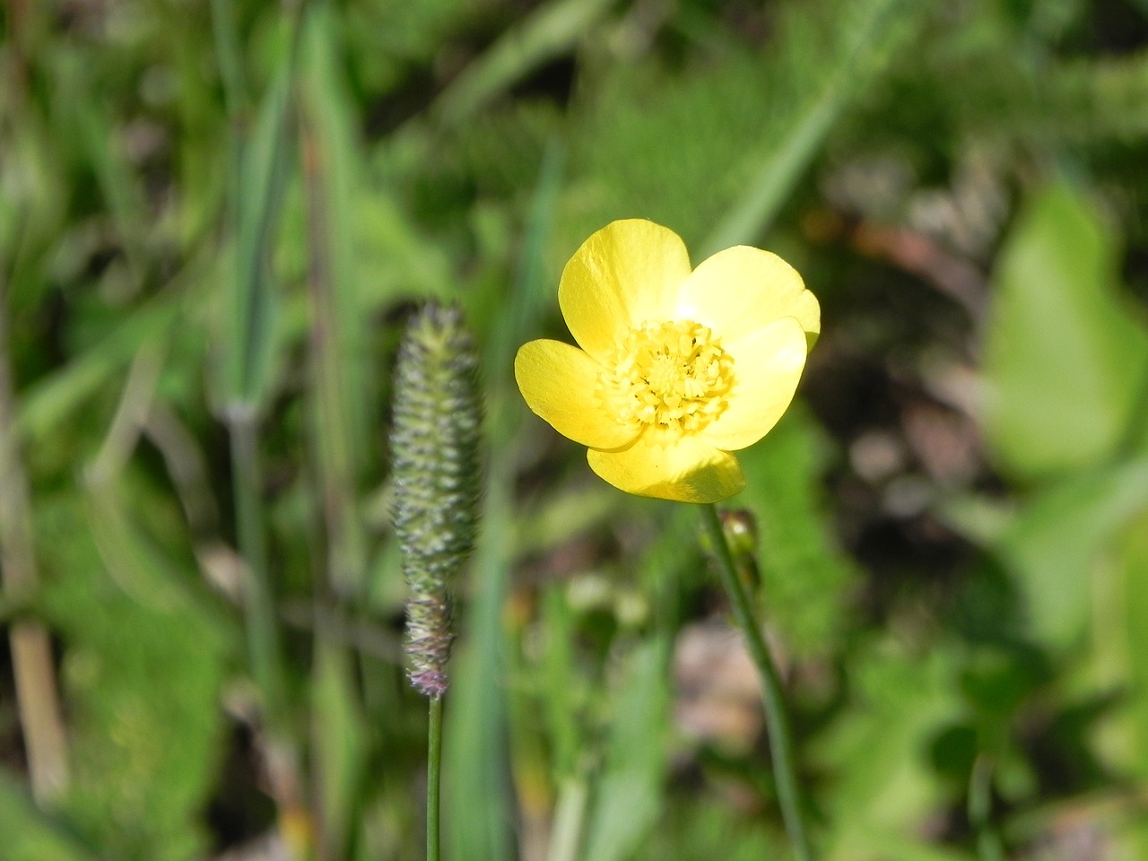 flower  yellow  yellow flowers free photo