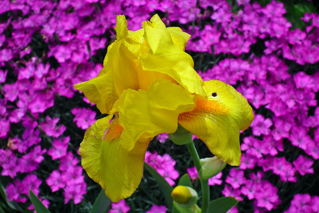 flower  iris  yellow free photo