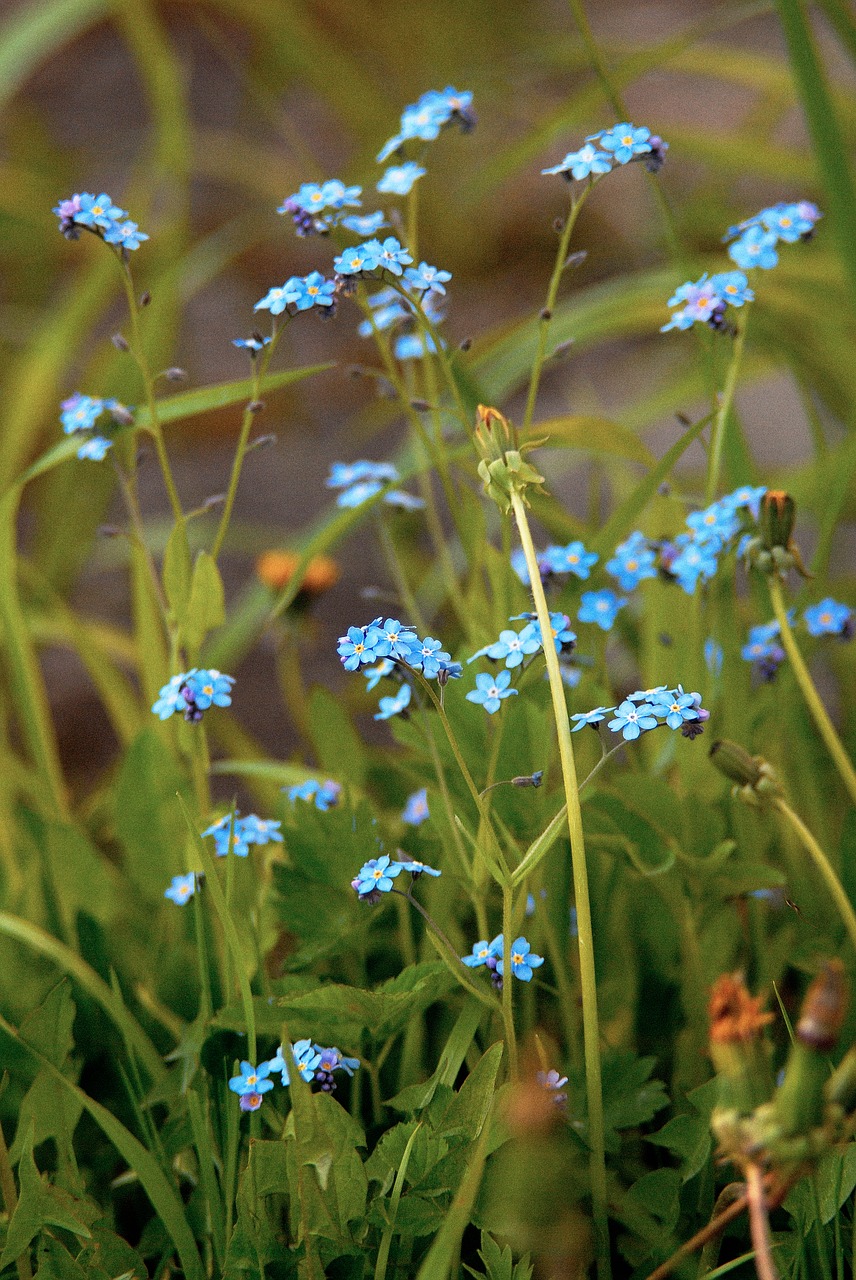 flower  blue  forget-me-not free photo
