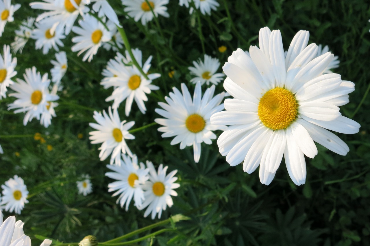 flower  white  marguerite free photo