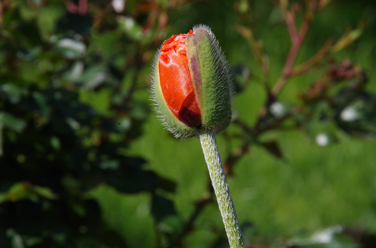 flower  a garden plant  spring free photo