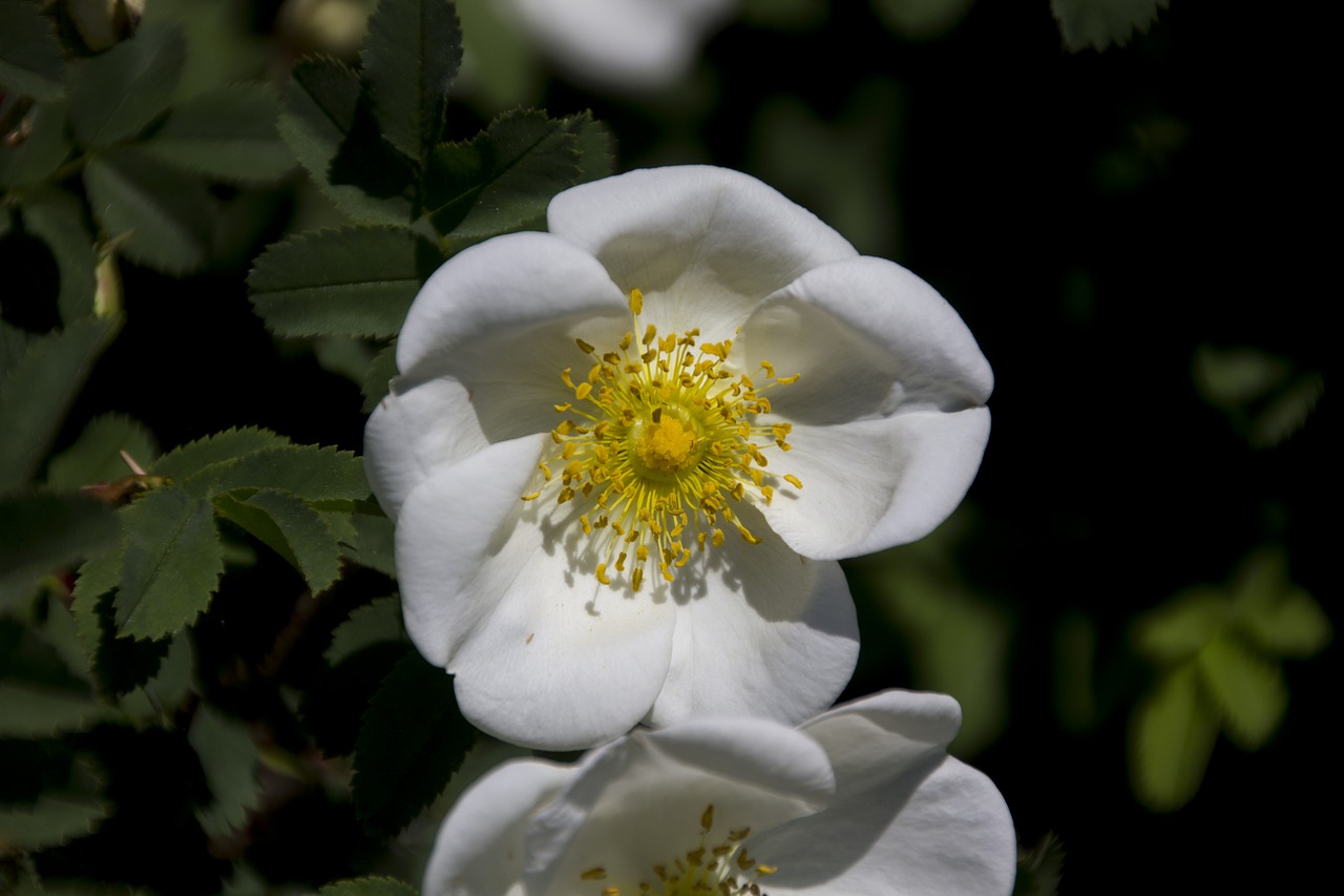 flower  blossom  bloom free photo