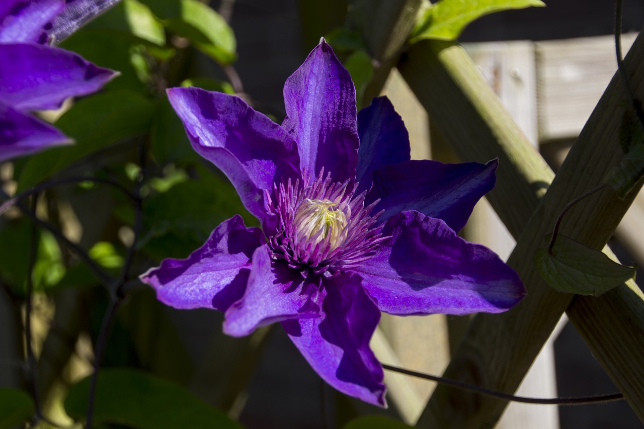 flower  clematis  blossom free photo