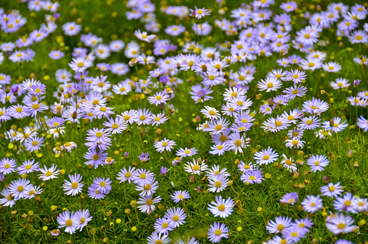 flower  bloom  blossom free photo