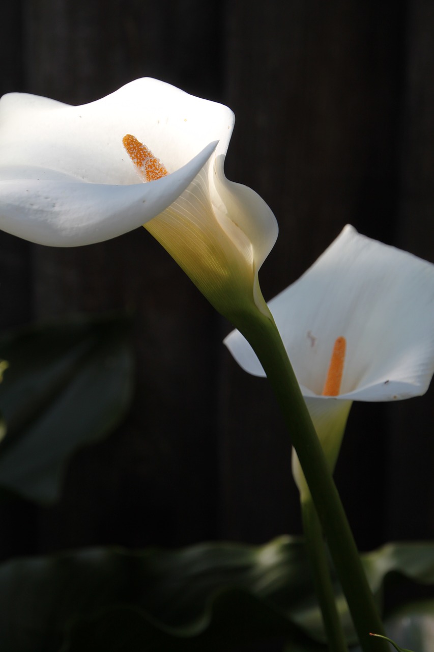 flower  white  green free photo