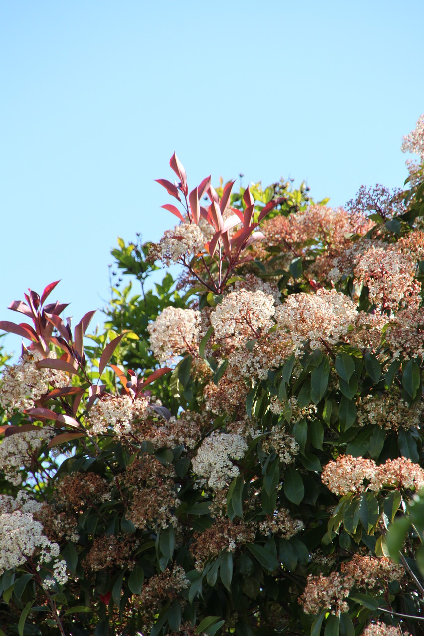 flower  tree  sky free photo