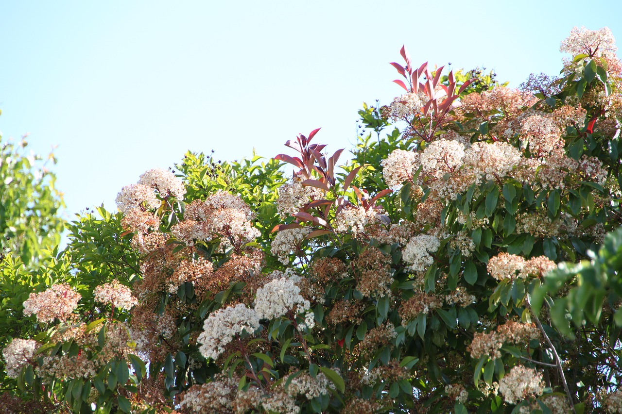 flower  tree  sky free photo