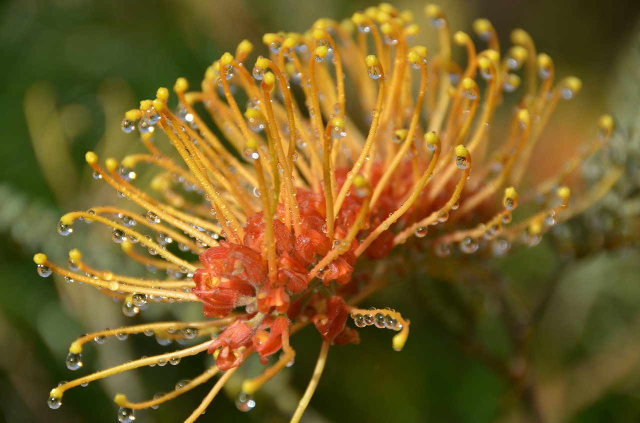 flower  garden  nature free photo