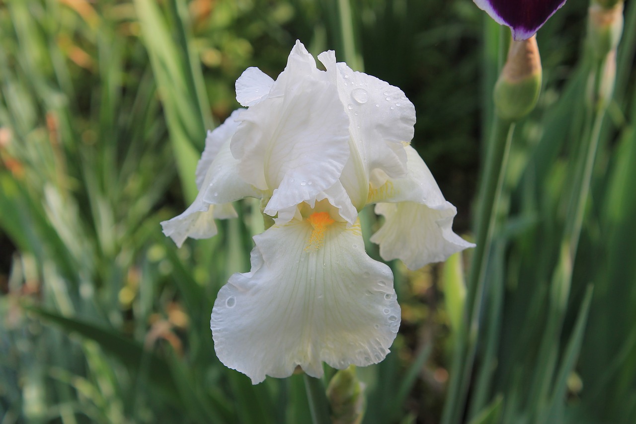 flower  iris  white free photo