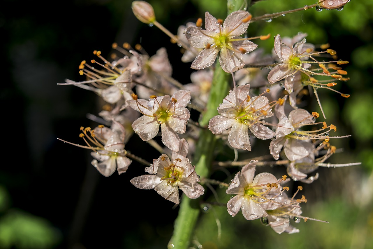 flower  rain  spring free photo