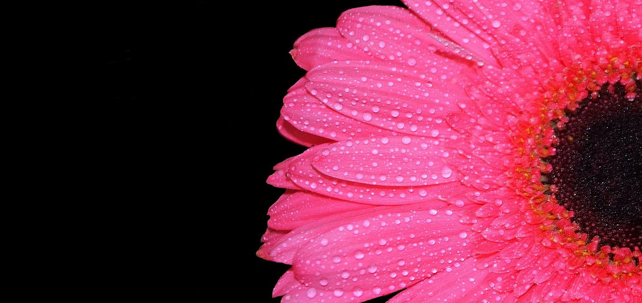 flower pink flower blossom free photo