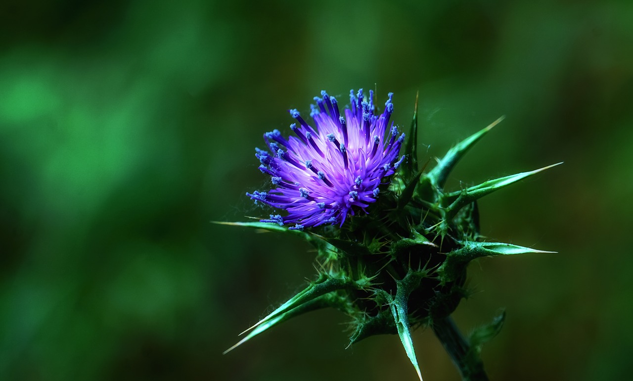 flower  thorns  thorned free photo